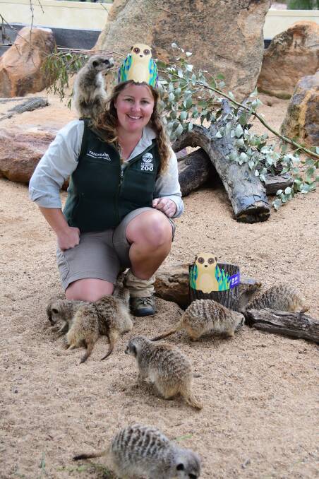 SPECIAL SPECIES: Taronga Western Plains Zoo meerkat keeper Karen James celebrates World Meerkat Day. Photo: BELINDA SOOLE. 