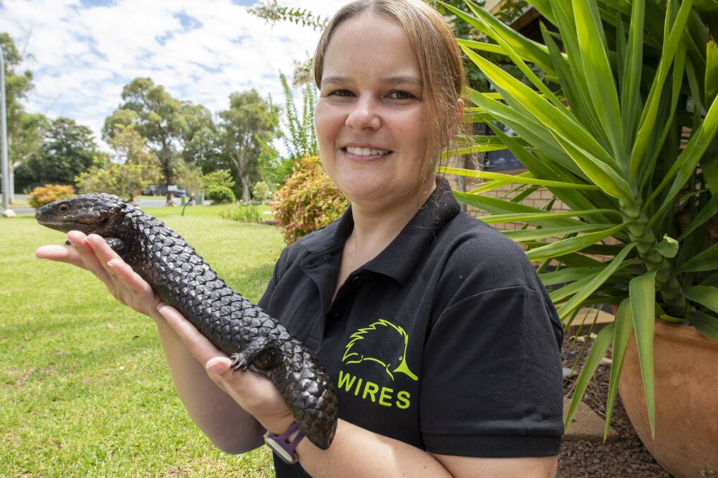 Vital volunteering: WIRES rescuer and carer Casey Towns of Dubbo with a shingleback lizard. Picture: BELINDA SOOLE