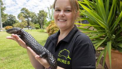 Vital volunteering: WIRES rescuer and carer Casey Towns of Dubbo with a shingleback lizard. Picture: BELINDA SOOLE