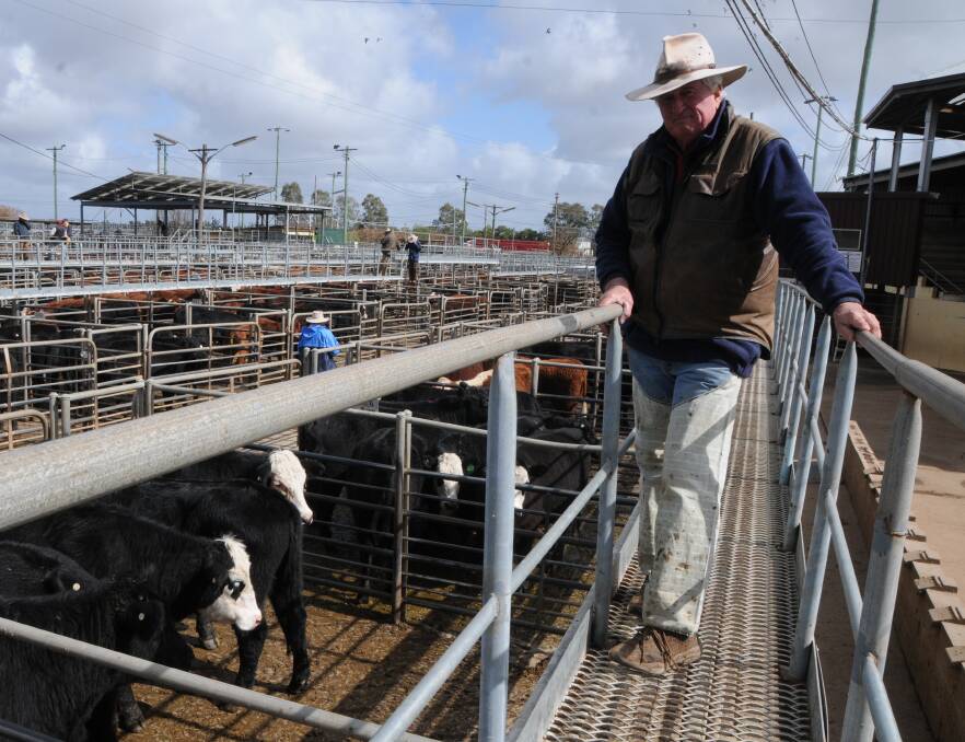 Stock and property: Slaughter cattle prices to Indonesia have pushed above the AUD $4.00 barrier to be at the highest level since May 2017. Photo: File. 