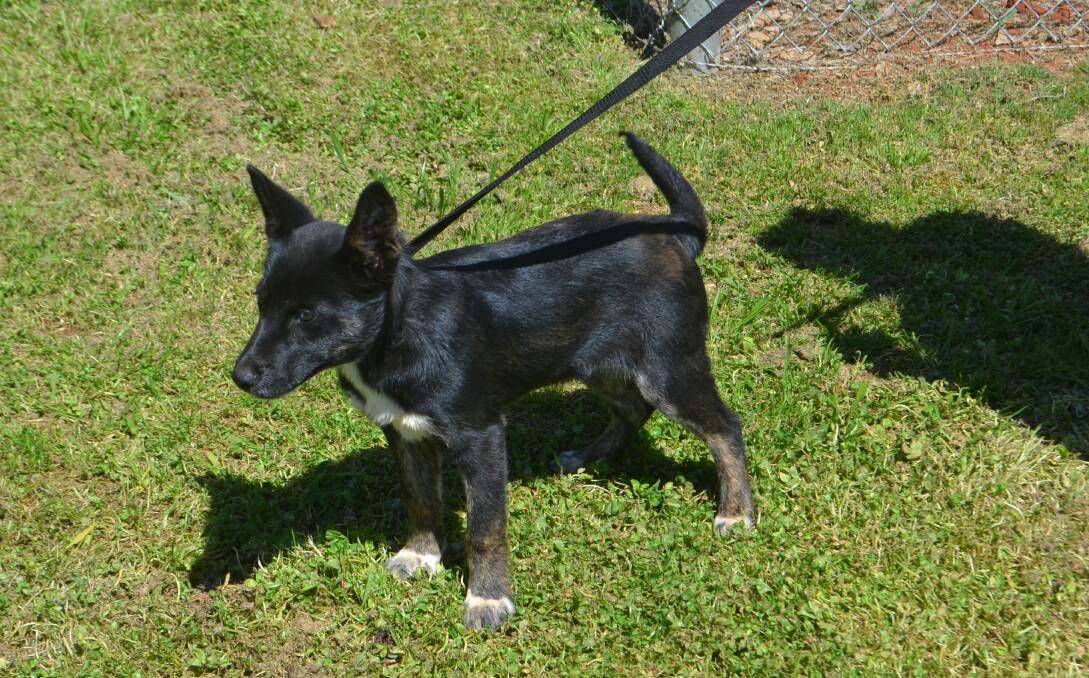 Pet of the Week: Paris is a Kelpie, Cattle cross Husky and she is 12-weeks-old. She'd need plenty of exercise, attention and basic puppy training. Photo: Taylor Jurd.  