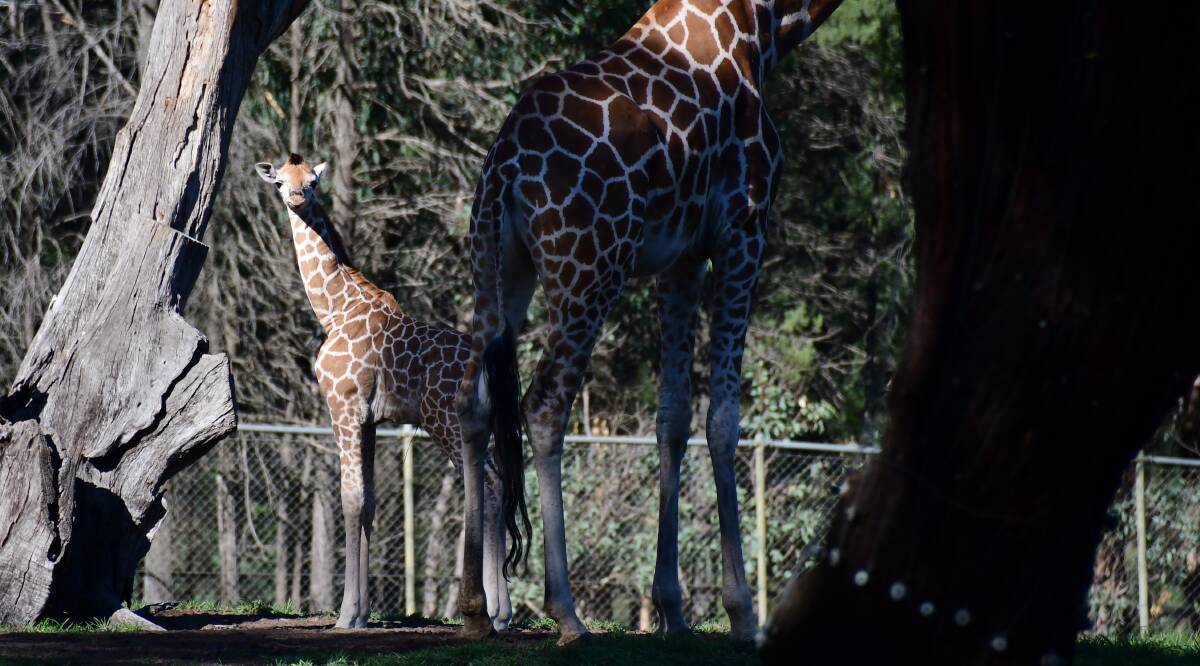 CALF: Shingo - which means 'long neck' in Swahili - was born earlier this year at Dubbo Zoo. He will celebrate his first Mother's Day with mum, Unami. Photo: BELINDA SOOLE