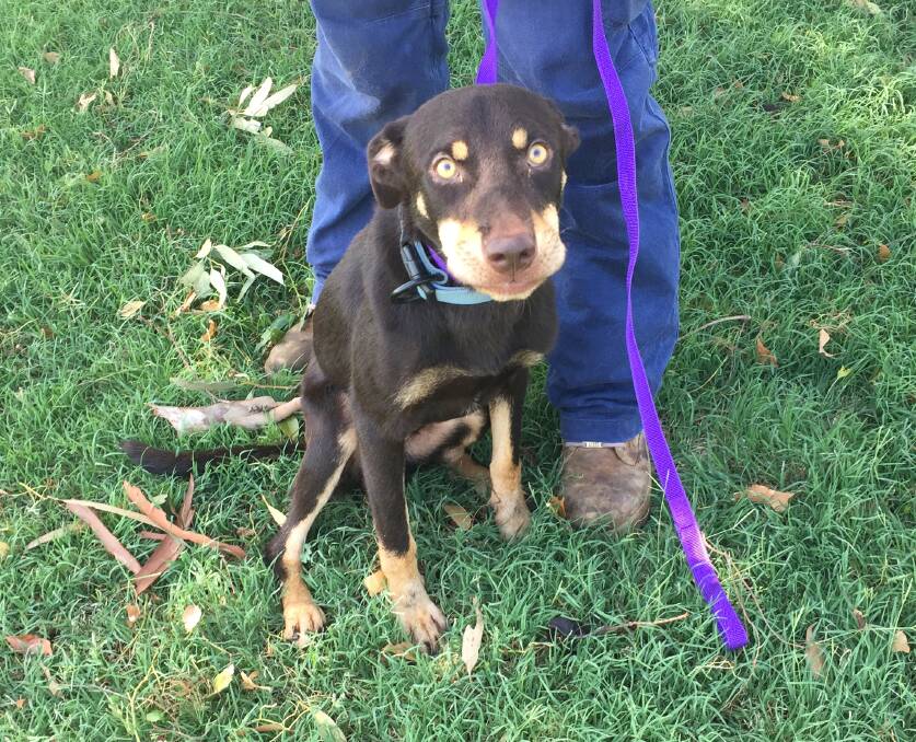 Pet of the Week:  Joe is an 18-month-old Kelpie. He would make a great family dog or loyal companion. He is friendly and would need plenty of love. Photo: Taylor Jurd.