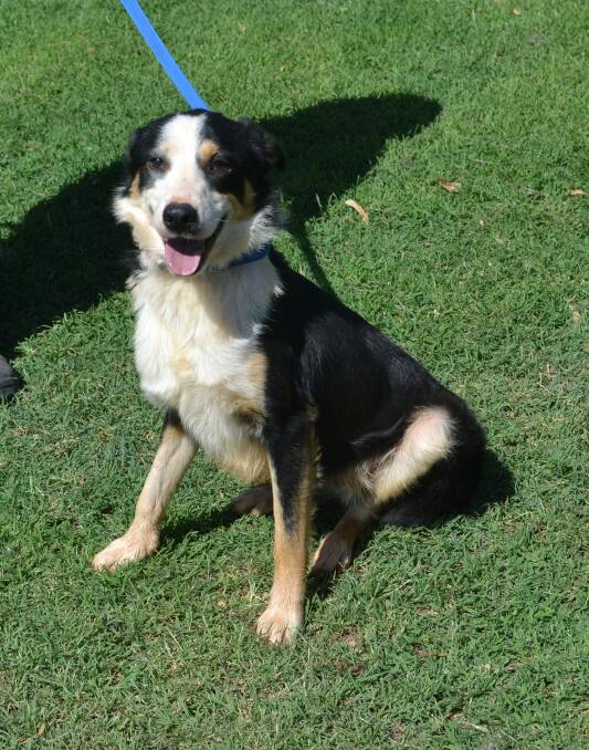Pet of the Week: Emmett is a two-year-old border collie. He is very friendly and gets on well with other dogs and children. Photo: Taylor Jurd