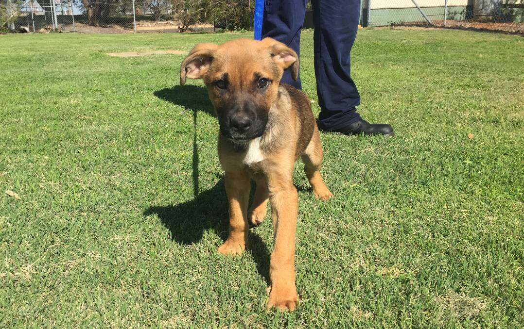 Pet of the Week: Roy is a 16-week-old German Shepherd cross Mastiff and he is just so sweet. He would need basic puppy training and lots of love. Photo: Taylor Jurd.