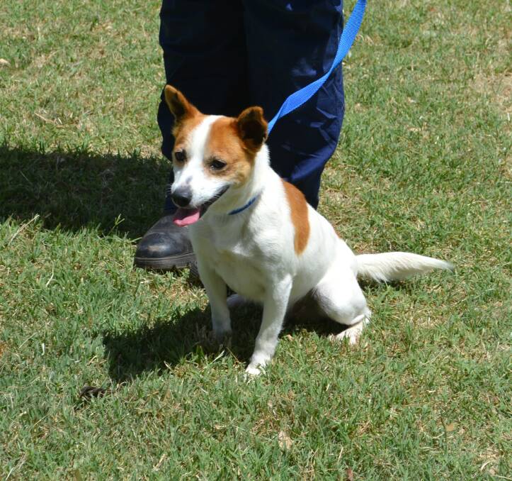 Adoption: Basil is four-year-old male Jack Russell and would be well suited to a loving owner and/or family. Photo: Taylor Jurd