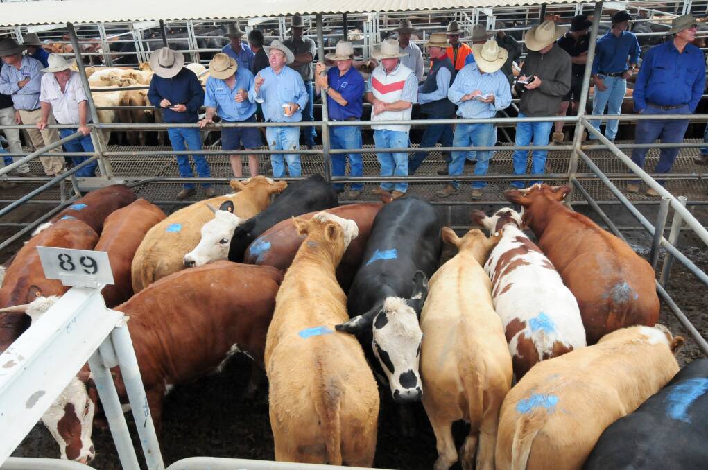 YEAR END: With 2017 quickly coming to a close, the last 2017 prime cattle sale will be on December 14  with the next one on January 4, 2018. Photo: FILE.