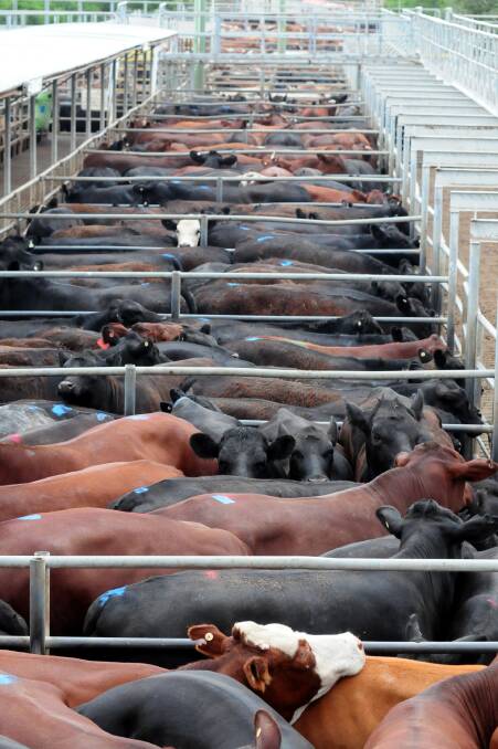 Stock and property: Centres are beginning to yard a high percentage of plain to poor cattle. Vendors are reminded of the legislation in place regarding the 'fit to load' of any animals under their care. Photo: File 