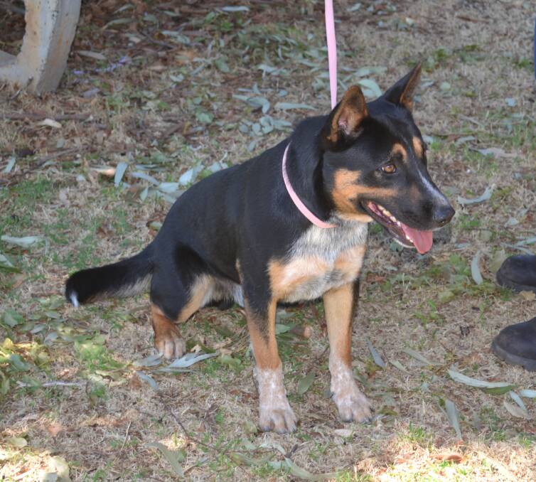 Pet adoption: Rex, the 15-month-old male, Cattle dog cross Kelpie, has a very friendly nature and absolutely loves attention and affection. Photo: Taylor Jurd

