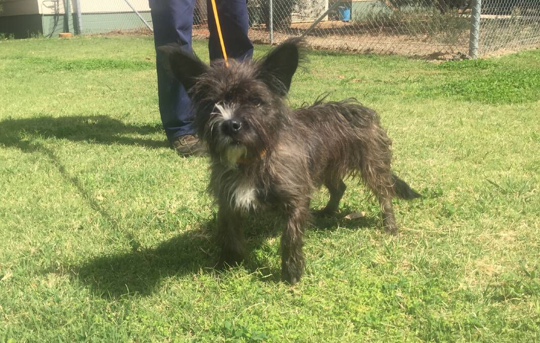 Pet of the Week:  Boss is a four-year-old Australian Terrier cross. He is friendly and  would make the perfect companion dog. Photo: Taylor Jurd.