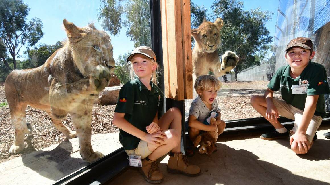 Kasey Clark, Levi Rushbrook and Jamayne Clark at Taronga Western Plains Zoo. Photo: BELINDA SOOLE