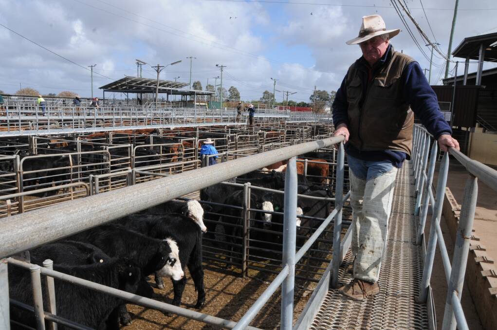 Stock and property: Bill Tatt (pictured) says cattle, sheep and lambs are hitting the market in prime condition having been finished on early sown crops. Photo: File. 