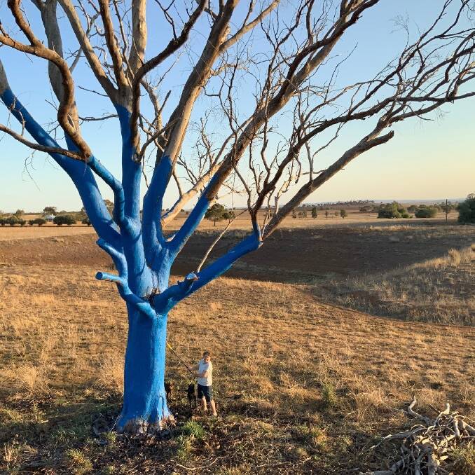 STARTING CONVERSATIONS: Ian's wife Jeanette, helping out with painting the tree at their Wongarbon property. The initiative is part of the Blue Tree Project. Photo: SUPPLIED. 