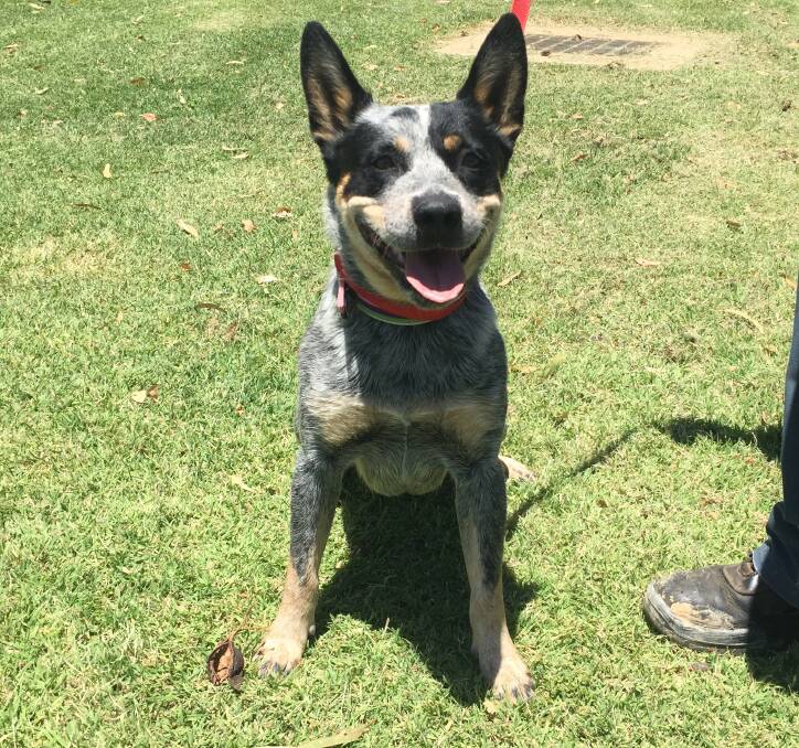Pet of the Week: Dixie is an 18-month-old Cattle dog. She would need wide open spaces to play in and plenty of attention. Photo: Taylor Jurd. 