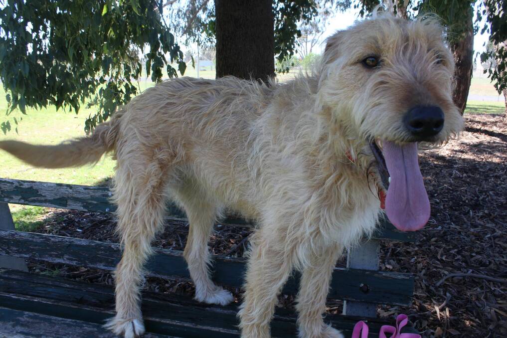Friendly pooch: Molly is a six-year-old, female, Wolfhound cross and would suit an older family that will have the time and space for her. Photo: Contributed.