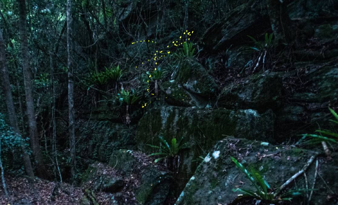 STUNNING: Matt Jeffrey's sparkle of fireflies in the northern Shoalhaven.