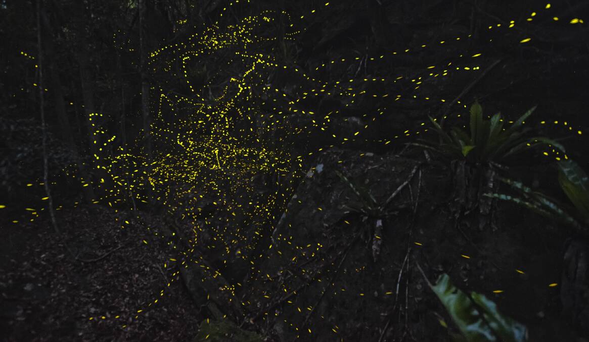 WOW: Local photographer Matt Jeffrey's picture of a light posse of fireflies in the northern Shoalhaven.