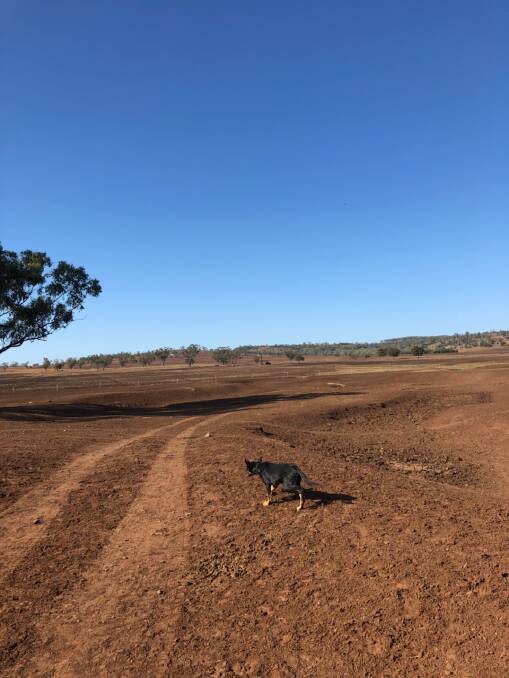 Andrew Orman’s parched property at Goolhi nor east of Gilgandra.
