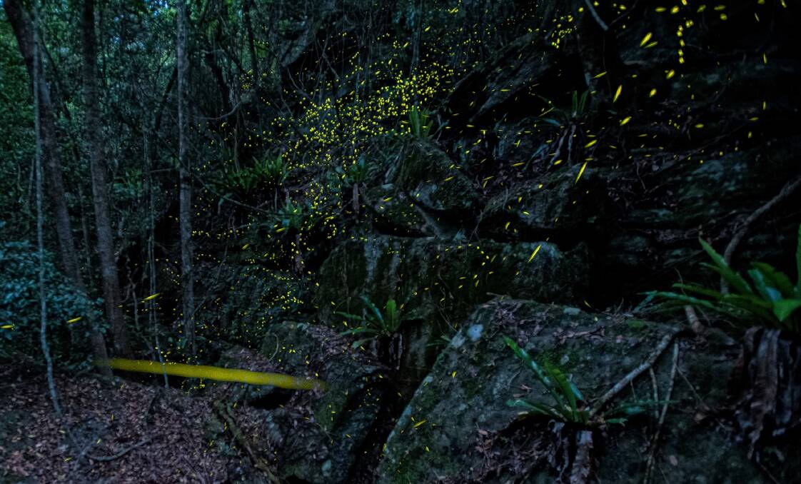 IN FLIGHT: North Nowra photographer Mat Jeffrey has described capturing fireflies as an amazing experience.