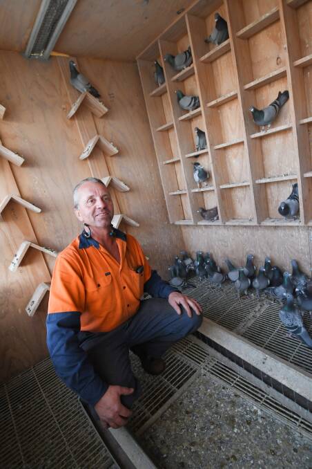WHAT A COO: Mid West Racing Pigeon Federation vice-president Ed Strudwick with some of his star birds ahead of Sunday's race. Photo: JUDE KEOGH 0731pigeons1