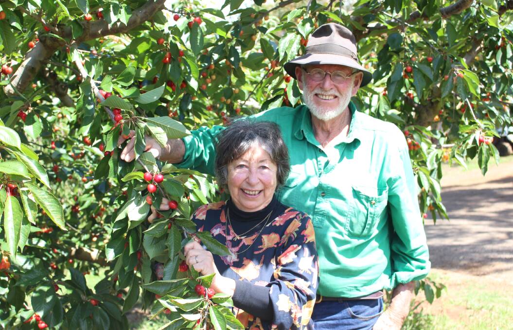 SMILES IN THE SUNSHINE: Gaye and Borry Gartrell in their cherry orchard at Borrodell Wines near Lake Canobolas. Photo: MAX STAINKAMPH 1204MScherry