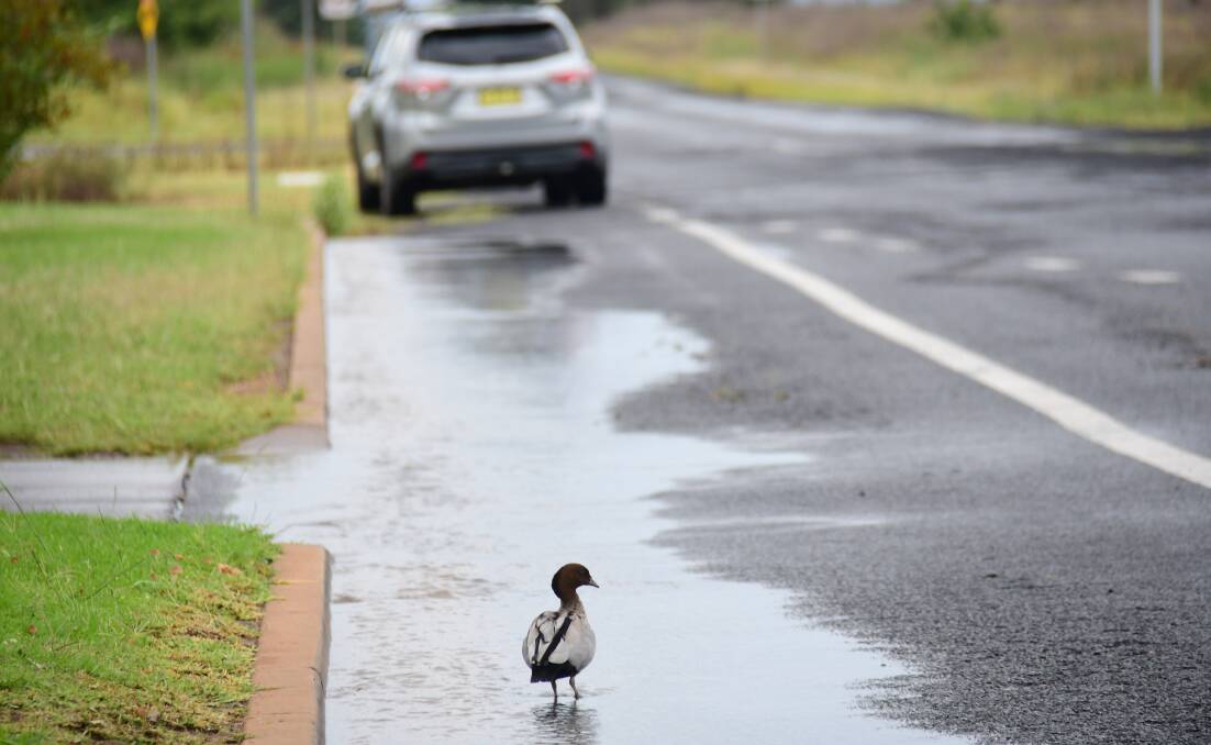 TALLY: Dubbo's rain tally for the month was 179mm on Tuesday morning, almost three times the average 63.5mm for March. Photo: BELINDA SOOLE.