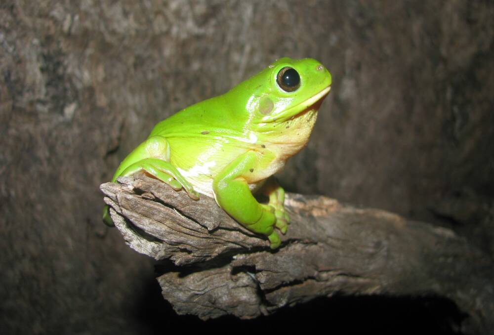 GREEN TREE FROG: The National Parks and Wildlife Service's Dr Joanne Ocock reports of a variety of frogs in the region including the Litoria caerulea green tree frog. PHOTO: Dr Joanne Ocock.