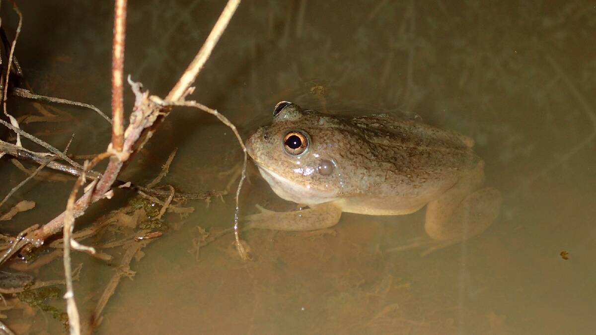 Water holding frog Cyclorana platycephala. PHOTO: Dr Joanne Ocock.