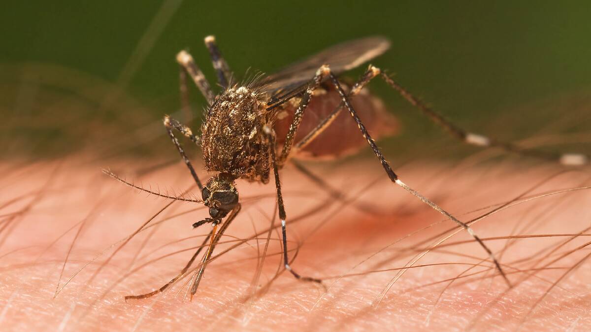 MOSQUITO WARNING: The Western NSW Local Health District and the Local Land Services Central West is warning of the risk to people and stock from mosquitoes. Photo: File 