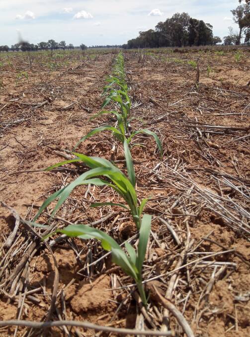 COMING UP:  A summer crop of sorghum emerges out of the ground at Gilgandra. Photo: DANIEL VOLKOFSKY.