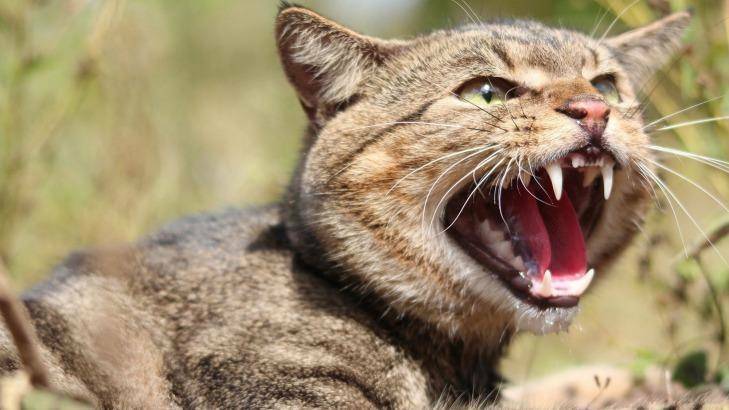 DEADLY: Toongi Pastoral Company reports that feral cats have directly contributed to the extinction of 20 Australian mammals. Photo: File