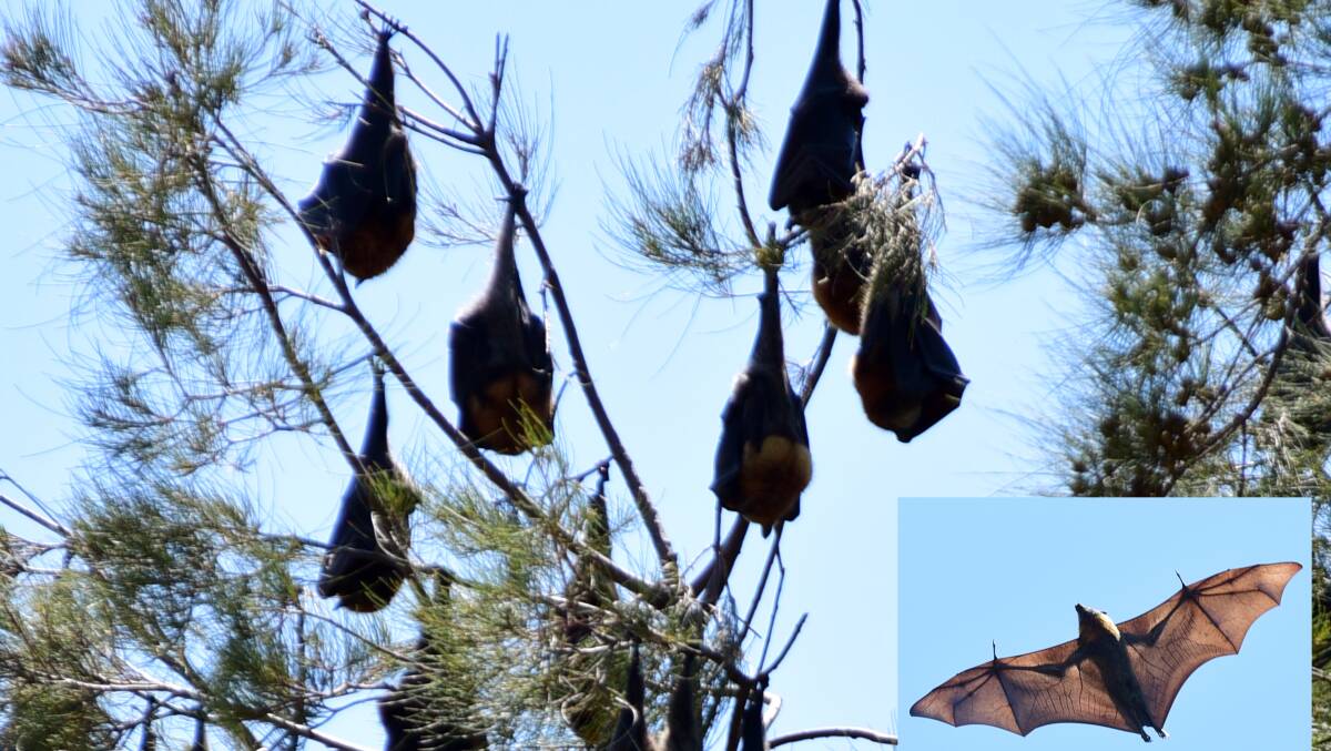 BAT WARNING: Bats hang upside down from tall trees in Dubbo's Victoria Park in November. The Western NSW Local Health District is telling regional residents not to touch bats as they can carry life-threatening diseases. Photo: BELINDA SOOLE