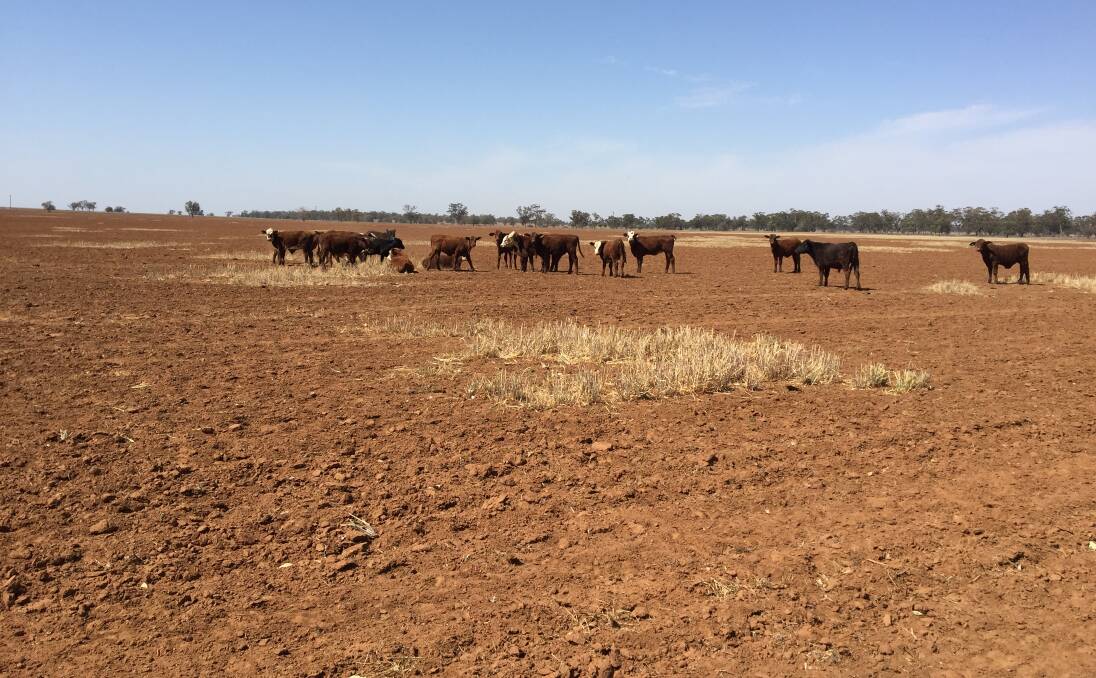 DROUGHT: The current drought is the worst in the history of NSW. Hot and dry conditions are forecast for the next six months at Dubbo. Photo: RYAN YOUNG