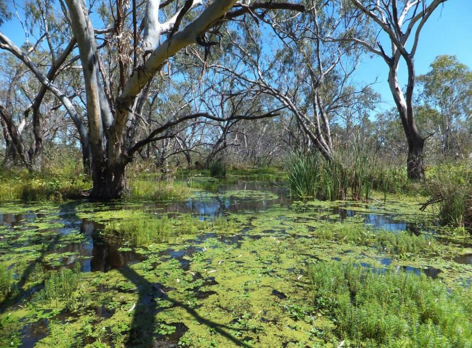 BETTER ACCESS: A $3.4 million state government grant will be used by Warren Shire Council and RiverSmart Australia to provide better access to the Macquarie Marshes for domestic and international tourists. Photo: Contributed