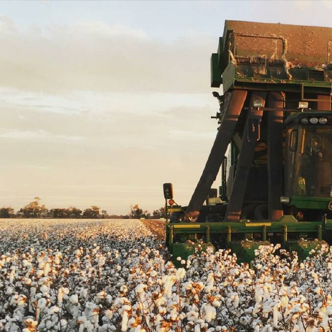 COTTON CROP: Macquarie River Food and Fibre executive officer Grant Tranter anticipates that the 2018/2019 cotton crop will be about half the size of its predecessor. 