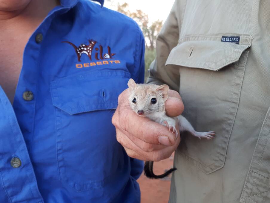 MULGARA: Nineteen mulgara have been translocated from South Australia to a feral-free area of Sturt National Park near Tibooburra. Photo: CONTRIBUTED.