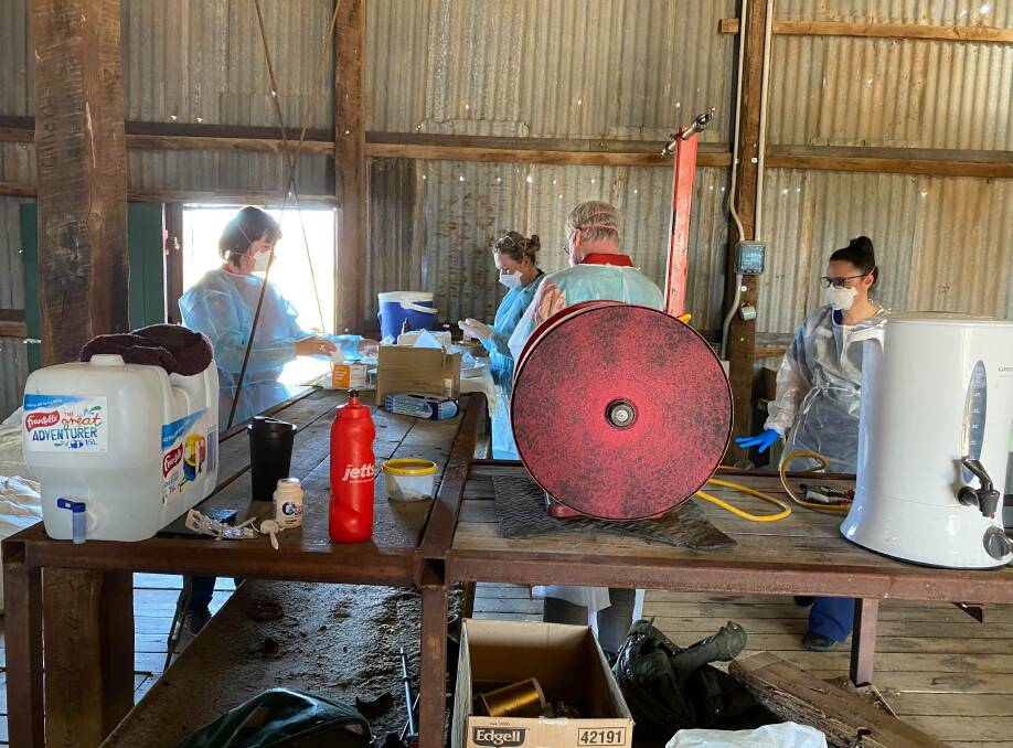 The Royal Flying Doctor Service South Eastern Section's Sally Loughnan and colleagues prepare to administer COVID jabs in a shearing shed. Photo: CONTRIBUTED.