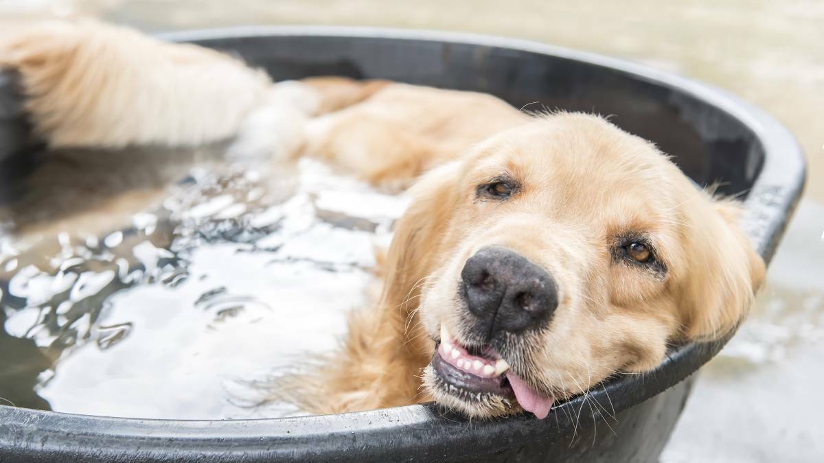 HEAT RELIEF: Dubbo's pets and people are sure to take to the water as the temperature rises next week. Photo: SHUTTERSTOCK.