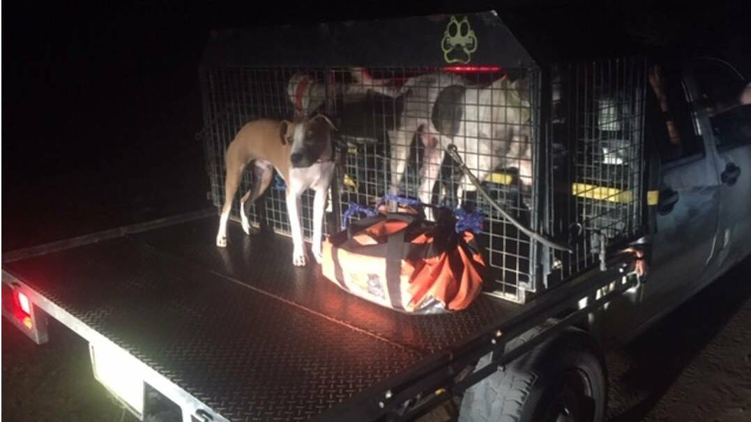 CAUGHT IN ACTION: Central West Police District have fined a driver and his co-passenger for carrying two unregistered and unidentified dogs and one dog without a micro-chip on the back of their vehicle. PHOTO: SUPPLIED   