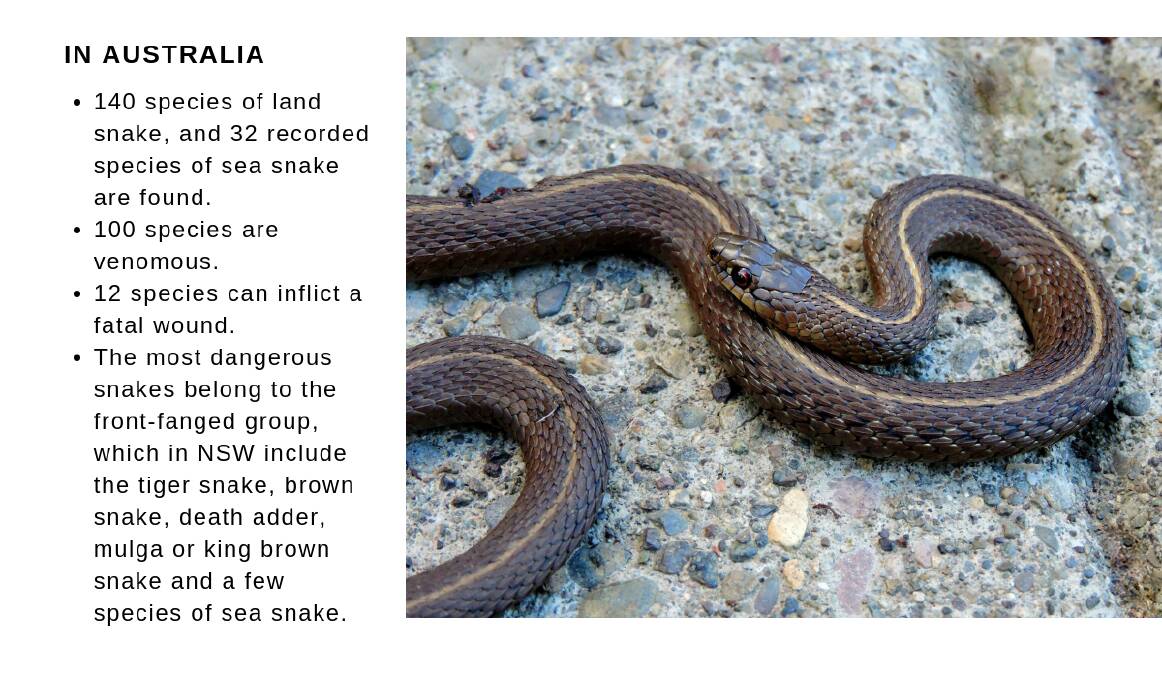 Snake season has slithered up on us, so mind your step