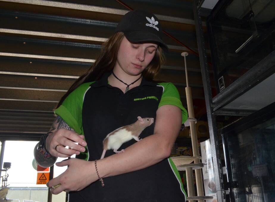 FLUFFY: Shara Mooney showing off one of their pet rats for sale which are bred in-house to avoid them getting diseases. Photo: RILEY KRAUSE.