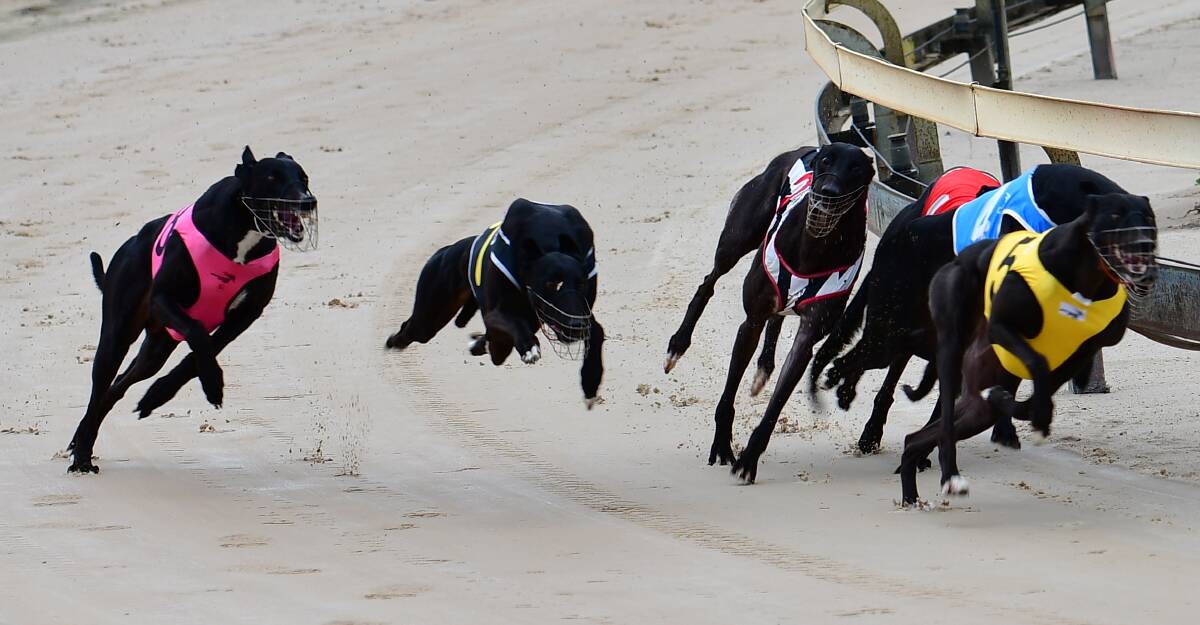 RACE ON: Racing at Kennerson Park will continue this season as Greyhound Racing NSW puts measures in place to battle the spread of coronavirus. Bathurst and Dubbo the only western region tracks hosting meetings. Photo: ALEXANDER GRANT