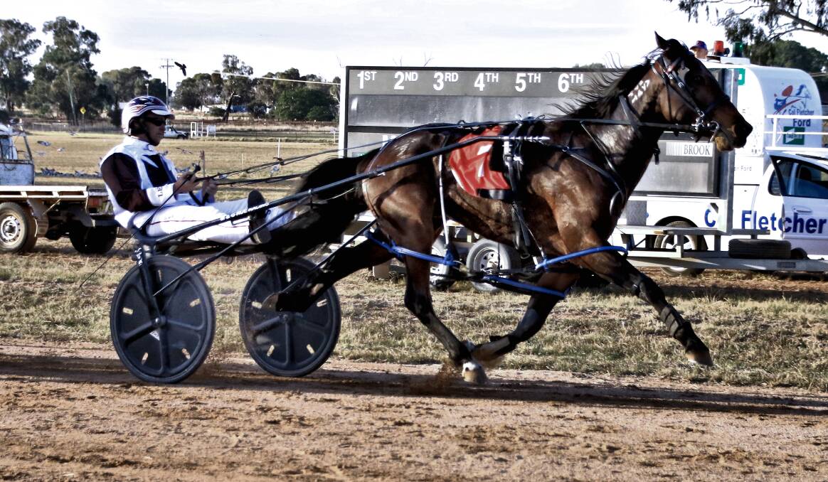 FORM: Dazzle Me returns to Bathurst Paceway on Wednesday as a leading shot in the Knickerbocker Hotel Pace. Photo: COFFEE PHOTOGRAPHY
