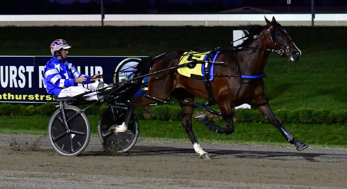 WOW: Authoritative was in a class of his own on the way to winning at Bathurst Paceway on Wednesday night. Photo: ALEXANDER GRANT