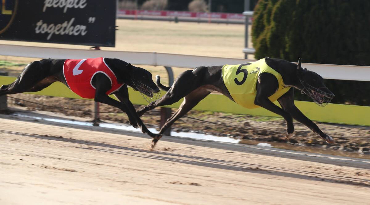 HE'S IN THE CLEAR: Easy Sloy Boy holds off a challenge from Can't Be Done to win at Bathurst's Kennerson Park on Monday. Photo: PHIL BLATCH