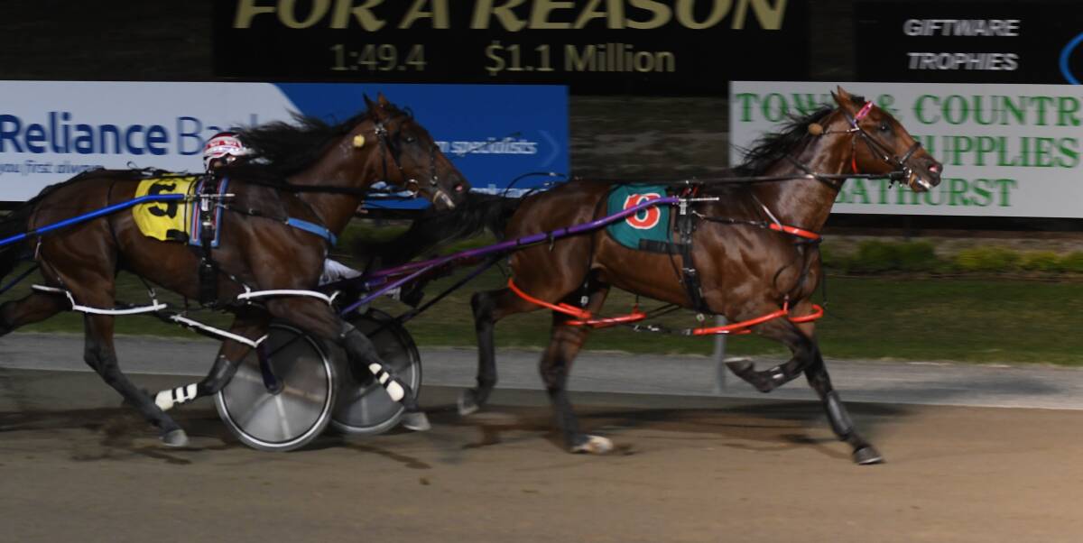 RETURN: College Chapel is back in action this Wednesday night in Kilmore for the heats of the Breeders Crown. Photo: CHRIS SEABROOK