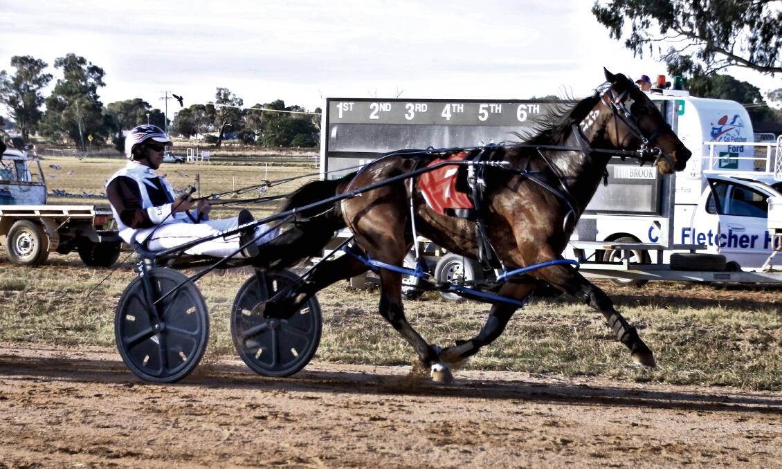 ANOTHER GO: Dazzle Me is looking to bounce back from a late race check last start at Bathurst Paceway. Photo: COFFEE PHOTOGRAPHY