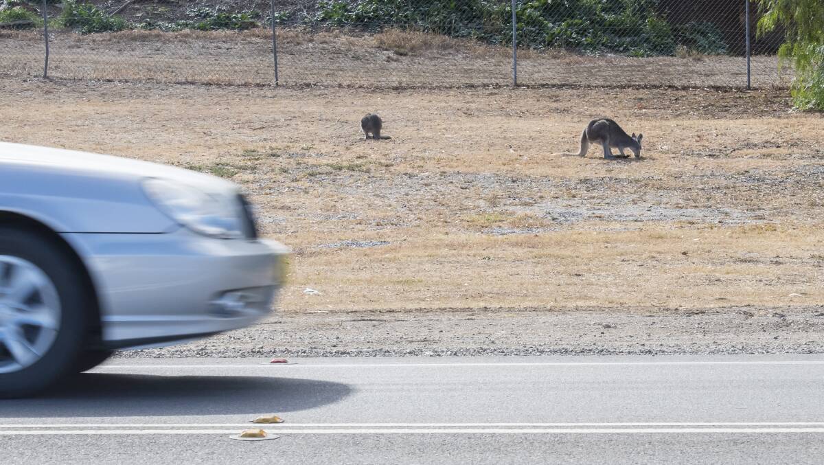SLOW DOWN: Police remind residents to take care as wildlife creep closer to roads and towns during drought Photo: File 