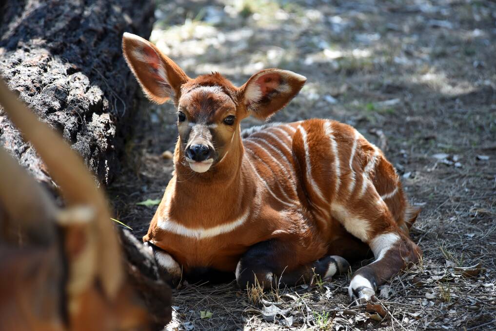 Taronga Western Plains Zoo calf 'Kamau'. Photos: Belinda Soole