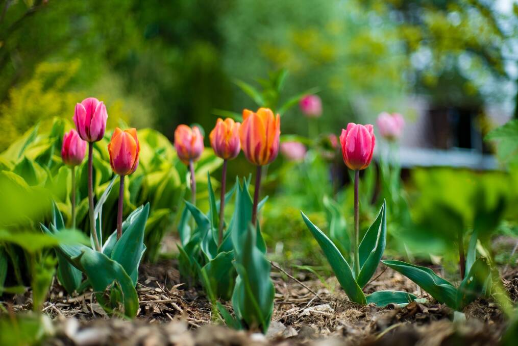 Tulips are a clear indication spring has sprung. Picture Shutterstock 